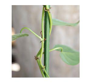 Tutor plástico para plantas 75 cm verde