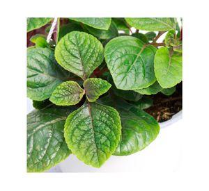 Planta natural Dólar negro VDA 19 15x30 cm
