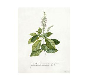 Lámina decorativa 50.8x40.8 cm D2