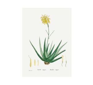 Lámina decorativa 70.8x50.8 cm D5