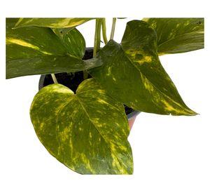 Planta natural Scindapsus M 13 20x12 cm