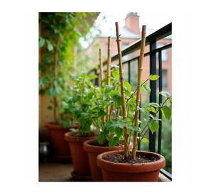 Tutor bambú para plantas 60 cm 5 un.