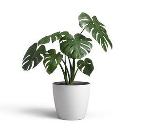 Maceta San remo mate gris claro 30 cm