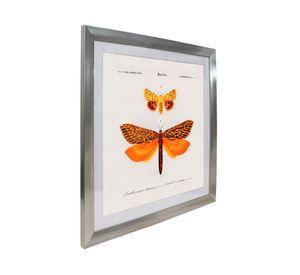 Cuadro insecto Lepidopteres 50x50 cm