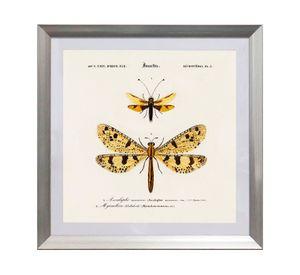 Cuadro insecto Nevropteres 50x50 cm