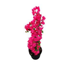 Planta natural Bougambilia