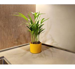 Macetero 11.5 cm Hanover mostaza Japi