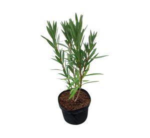 Planta natural Laurel CT30 90x30 cm