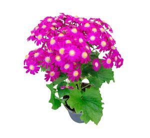 Planta natural Cineraria Jester