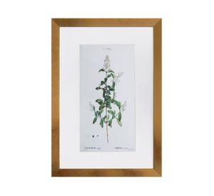 Cuadro planta Ligustrum 60x40x1.5 cm