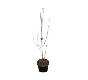 Planta natural Magnolio