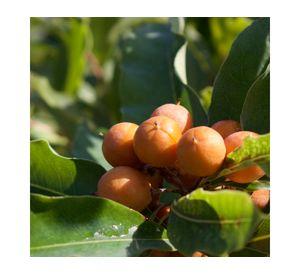Planta Pittosporum Undulatum Vch 19
