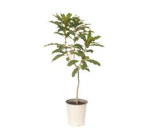 Planta Pittosporum Undulatum Vch 19