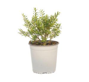 Planta Verónica Postrata Vch 17
