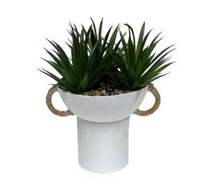 Suculenta Asas OC 16 cm