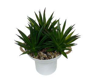 Suculenta Asas OC 16 cm