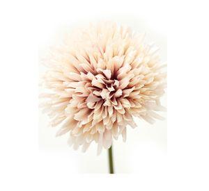 Flor tallo Gerbera 70 cm