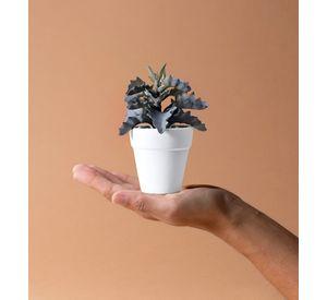Set 6 Macetero Mini Suculentas Jardinería Cultivo Jhn