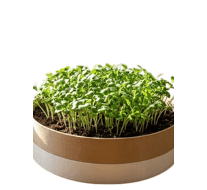 Macetero Modular para Microvegetales