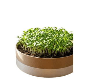 Macetero Modular para Microvegetales
