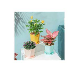 6 Moldes para Jardineras Pequeñas Moldes para Plantas
