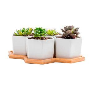 Macetero Suculentas Macetas Ceramica Hexagonal Blanco