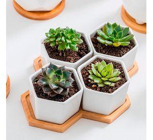 Macetero Suculentas Macetas Ceramica Hexagonal Blanco