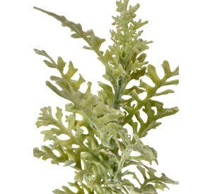 RAMO CINERARIA
