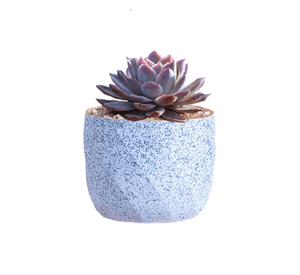 Macetero Geométrico Cerámica Suculentas 72x6cm Pack 10 Azul