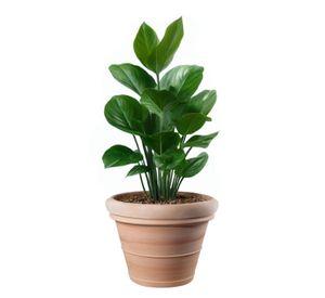 Maceta Extra Grande Toscana 42cm Terracota