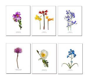 Set de Láminas De Flores N°1