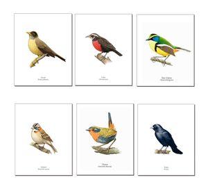 Set de Láminas De Pájaros N°1