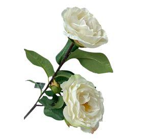 Camelia Blanca 52cm