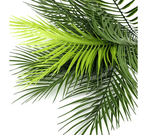 Rama palma tropical hojas decoración verde