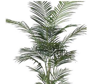 Planta Decorativa Palmera Areca 150Cm