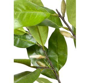 Rama Artificial Hojas Magnolia Verde 104cm Artificial | Estilo Natural para Interiores y Vitrinas