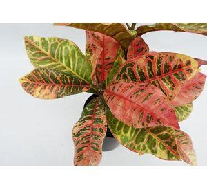 Adorno Planta Artificial Maceta Croton 55 CM