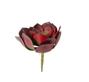 Suculenta Roja 16cm