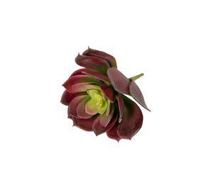 Suculenta Roja 16cm