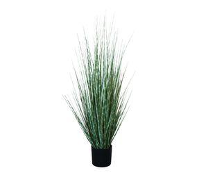 Grass Zebra con Macetero 91 cm de Altura