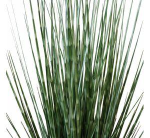 Grass Zebra con Macetero 91 cm de Altura