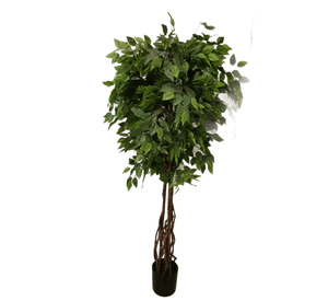 Planta Decorativa Arbol De Ficus Multi Tronco 180Cm