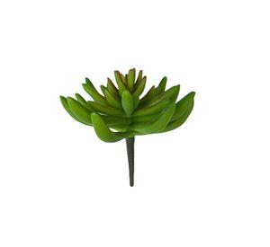 Suculenta Verde 13cm
