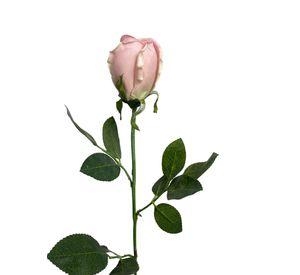 Rosa Rosada 85cm