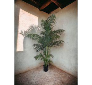 Palmera Areca 210cm