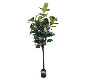Planta Decorativa Arbol De Fiddle Tronco Grueso 180Cm