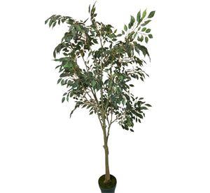 PLANTA DECORATIVA COREL ARBOL DE FICUS HOJA CHICA 168CM
