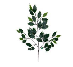 Rama Ficus Variegada 50cm