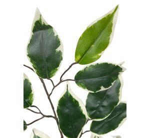 Rama Ficus Variegada 50cm