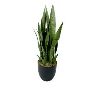 Planta Sansevieria Verde 60cm